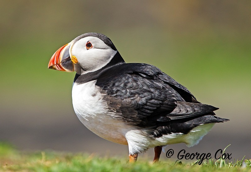 Puffin on Lunga (Treshnish Isles) - Puffins