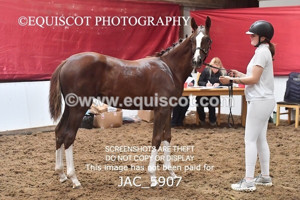 JAC_5907 - 11 Pandora of Westoak