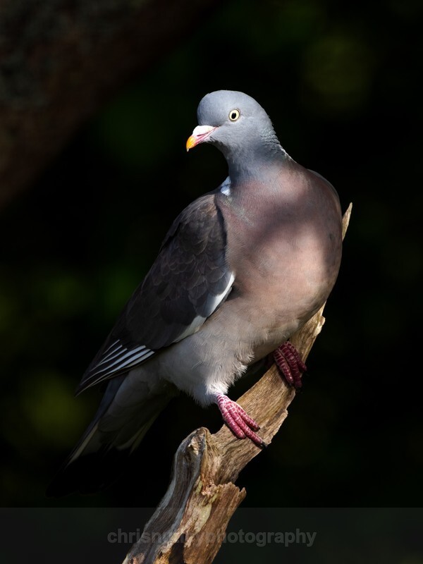  - Birds of Britain and Europe
