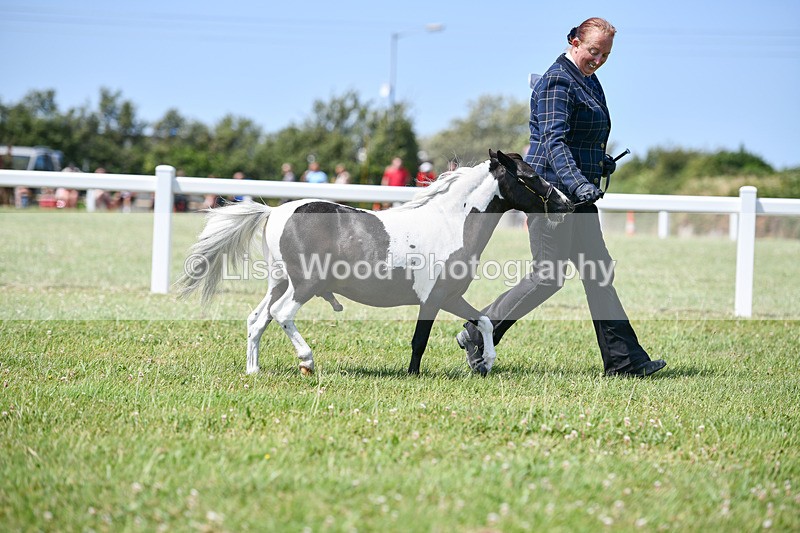 DSC_7327 - Class 62: Coloured Pony Youngstock