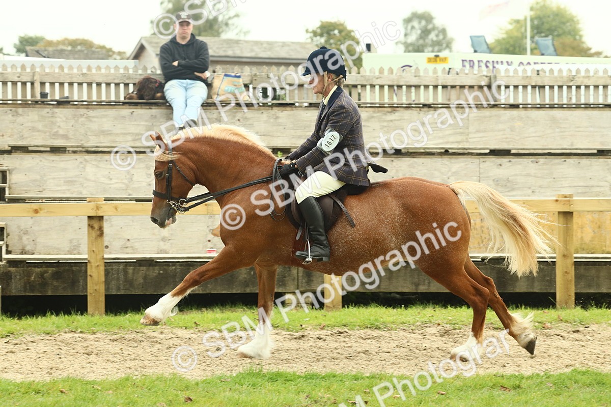 SBM_72091 - S60 - Mountain & Moorland Ridden Large Breeds