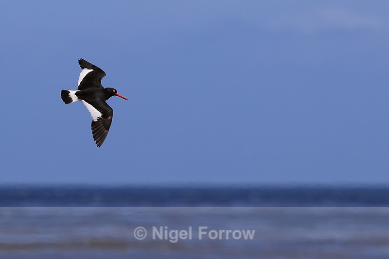 Magellanic Oystercatcher flying over sea, Carcass Island, Falklands - Magellanic Oystercatcher