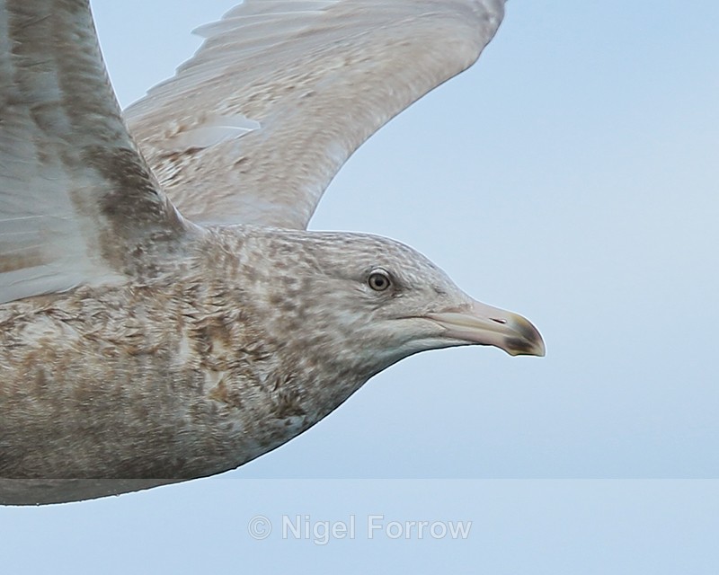 Glaucous Gull (second-winter) close-up, Grundarfjörður, Icleand - Glaucous Gull