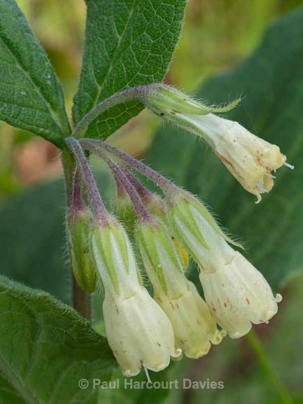 Tuberous Comfrey (Symphytum tuberosum) - Flower Portraits