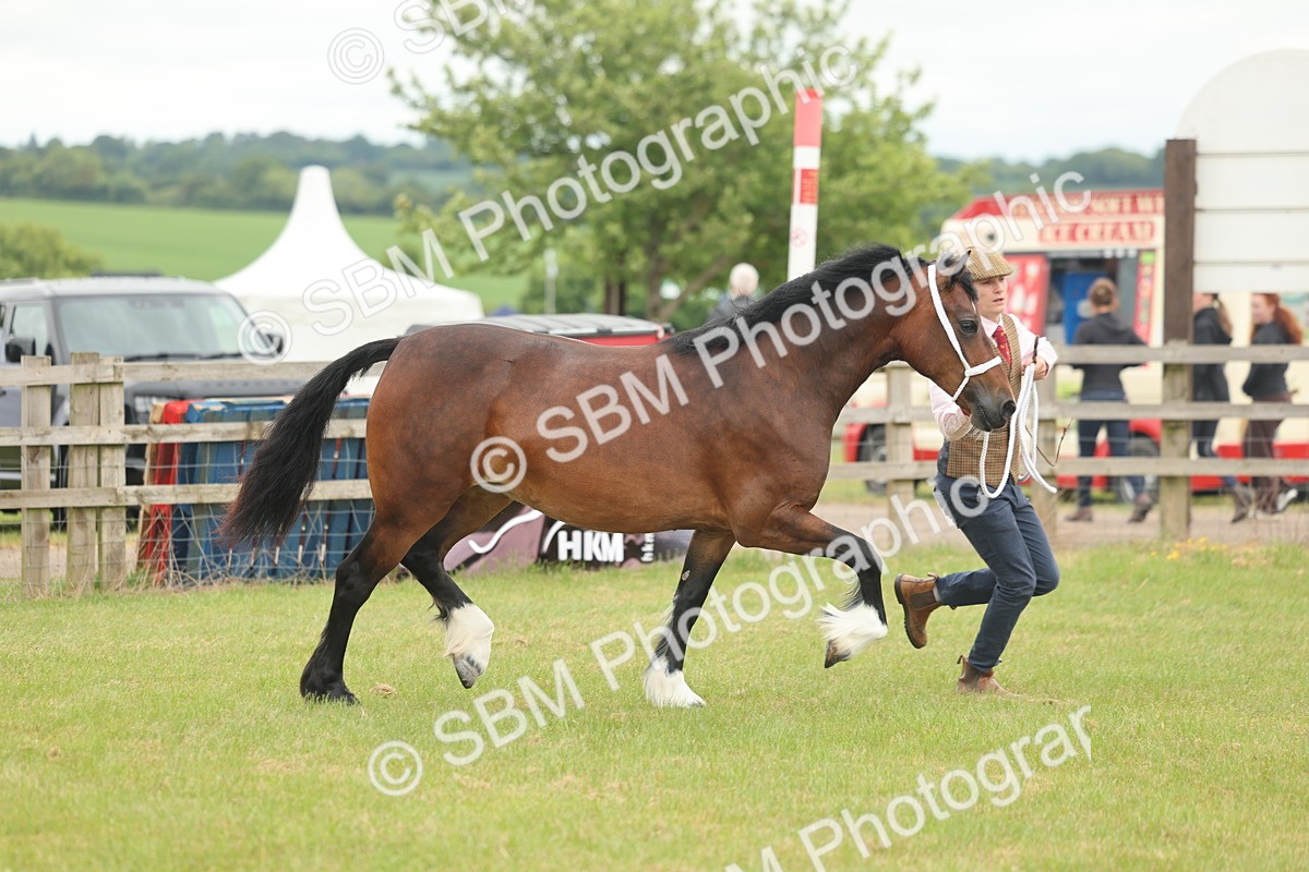 SBM_04813 - Class 50-57 - M&M Welsh Pony In Hand