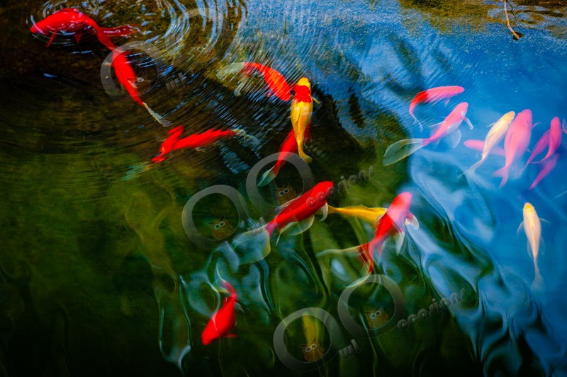 Goldfish_4499 - Pet Photography