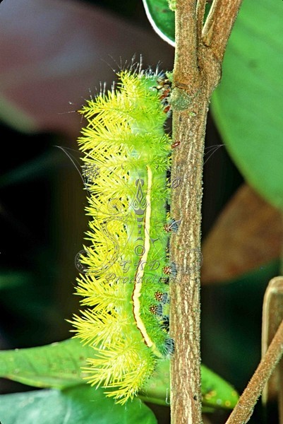 Spiny Caterpillar - Amazon, S.A. - ANIMALS