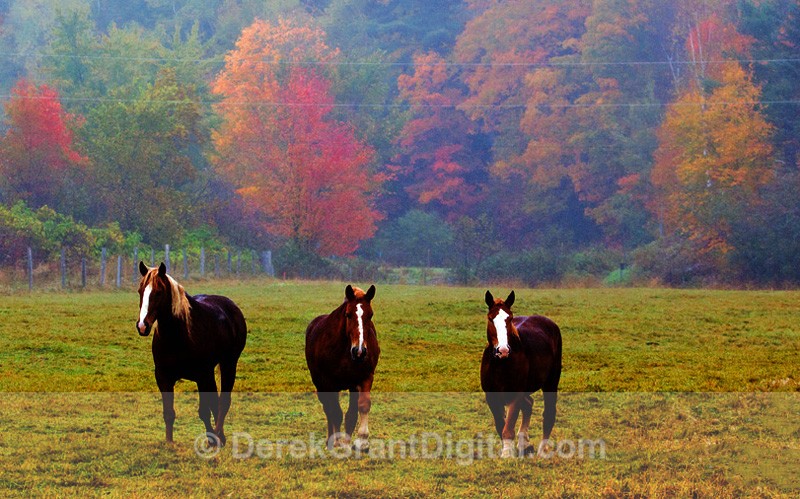 Horses in the Mist - Autumn Foliage New Brunswick Canada - Top Sellers