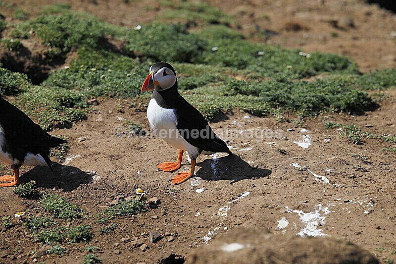 _56A7036 - Skomer 2019