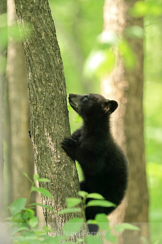 Black Bear cub ascends tree, Minnesota, USA - American Black Bear