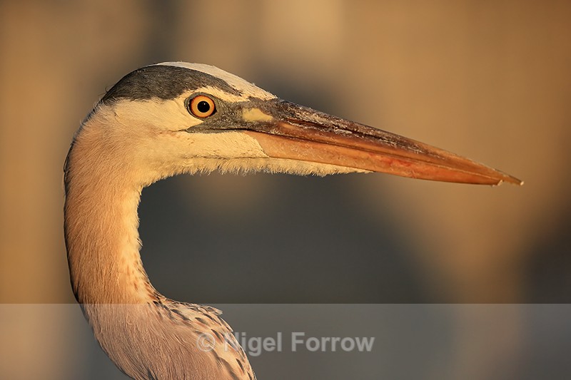 Great Blue Heron, close view at sunset - Fort De Soto, Florida - Great Blue Heron