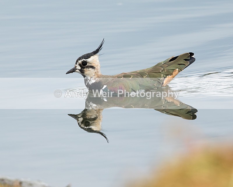 20150802-8E0A0446 - Lapwing