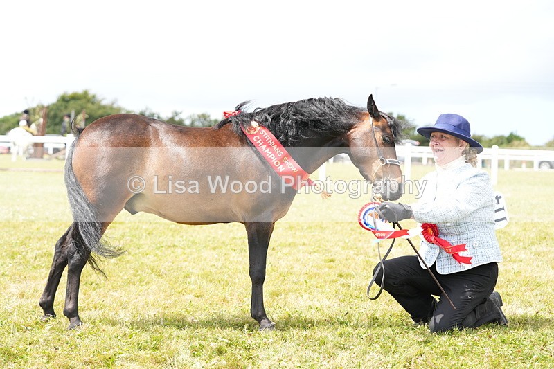DSC06652 - Miniature Horse Championship