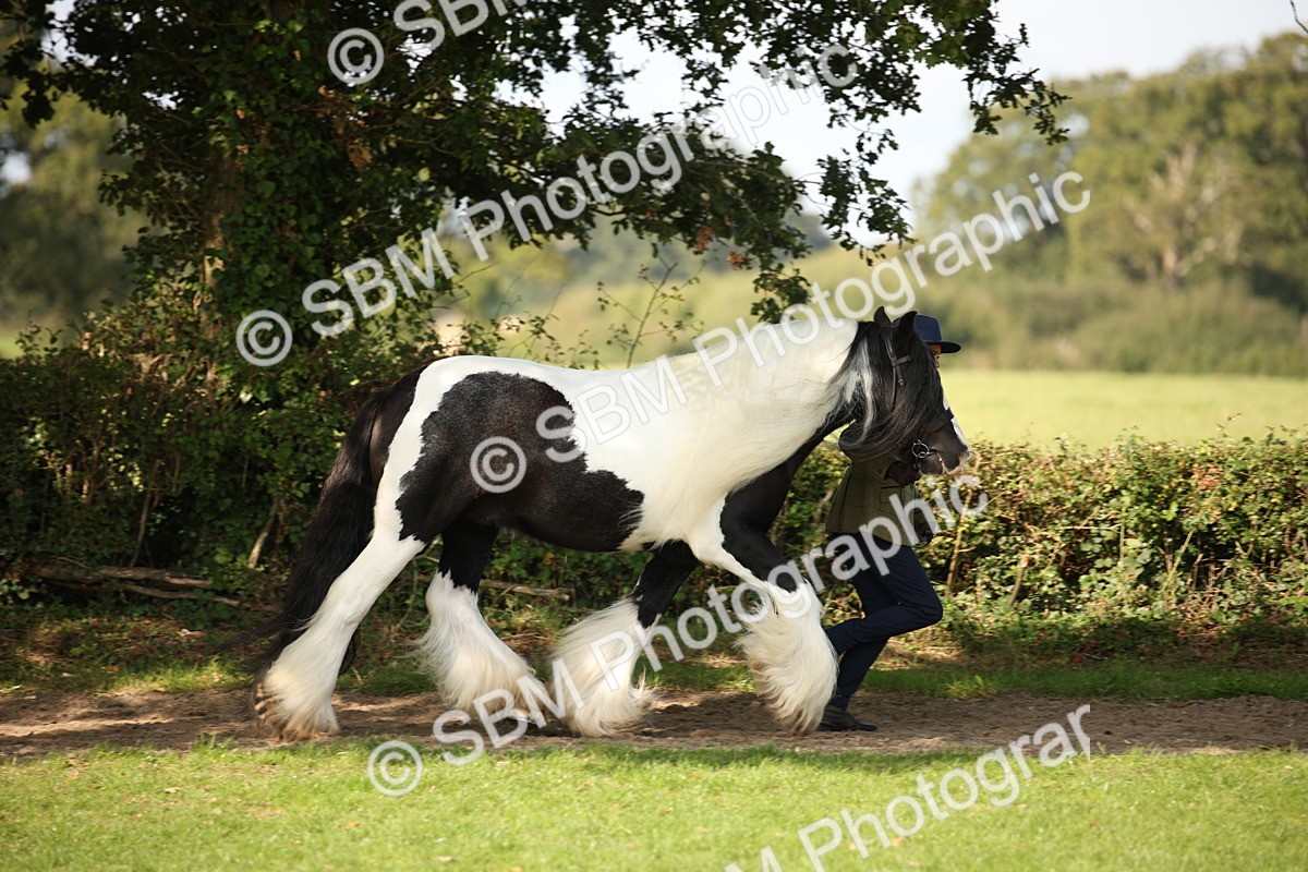 SBM_62211 - S55 - Traditional Cob In Hand