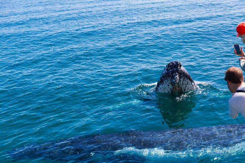 _16A2068 - 2024 Hervey Bay Whales