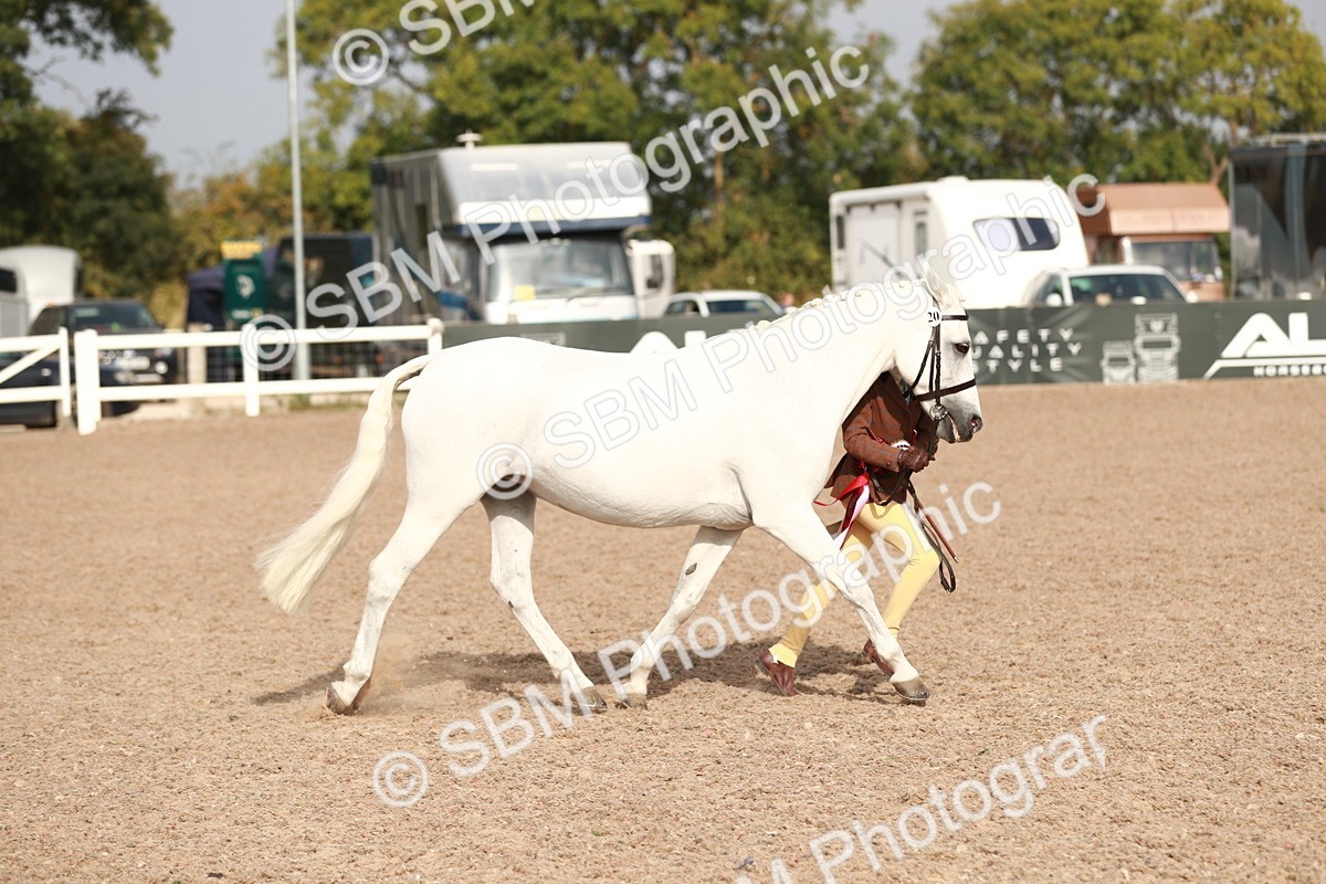 SBM_09952 - Class 203 Young Handler, 10 years and under