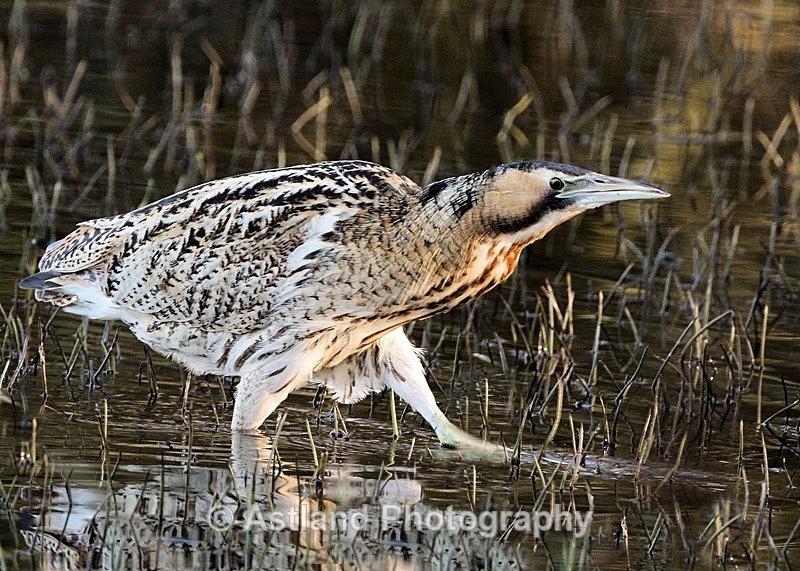 Astland Photography, Bird and Wildlife Images, Susan and Peter Wilson, U.K.