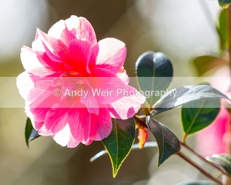 20160419-3K8A3385 - Plants & Flowers