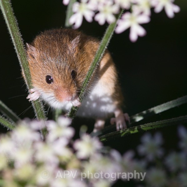 _DSC8309 - Bob's Harvest Mice.