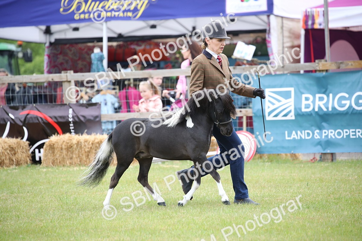 SBM_03698 - Class 23-25 - British Miniature Horse of the Year