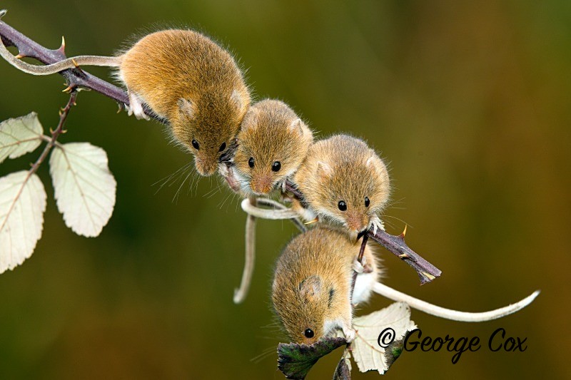 Harvest Mouse (Micromys minutus)
