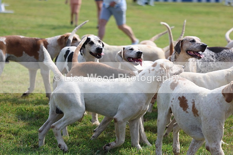 3E7A0196 - Parade of Hounds