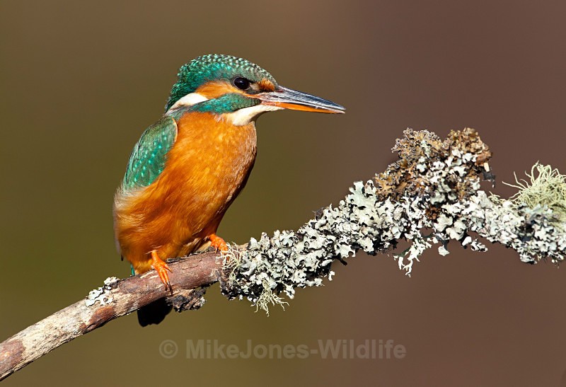 KINGFISHER no 8 - KINGFISHERS