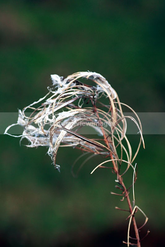 burst - Flora