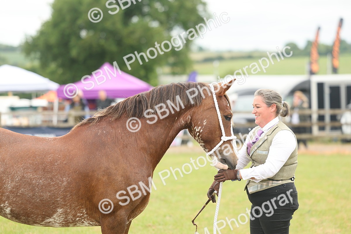 SBM_02399 - Class 50-57 - M&M Welsh Pony In Hand