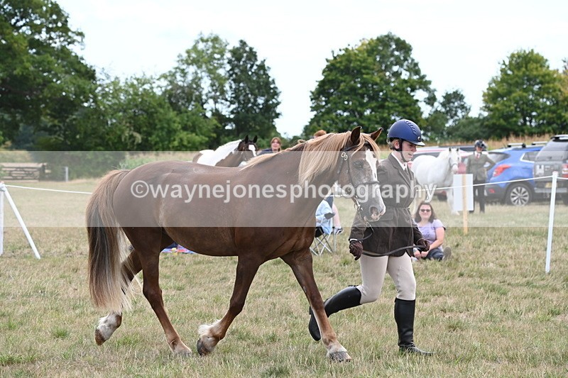 WJ6_6158 - Class 19 In-hand Veterans (Uploaded correct folder)