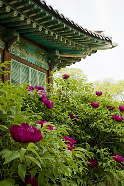 _SRH5368 - South Korea
