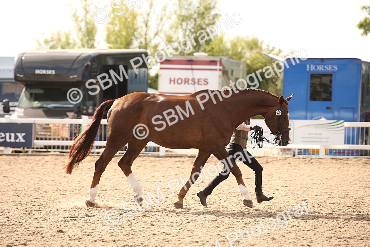 SBM_08183 - Class 27 - IH Competition Horse-Pony