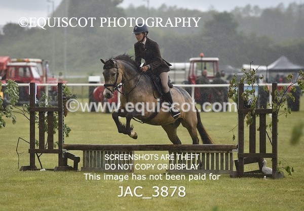 JAC_3878 - 55cm WORKING HUNTER