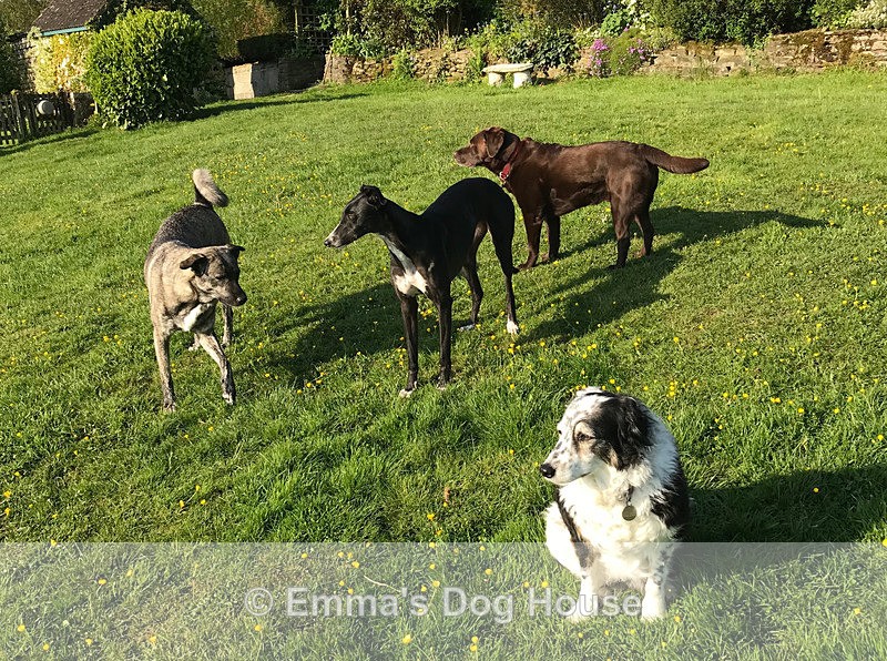  - Dogs