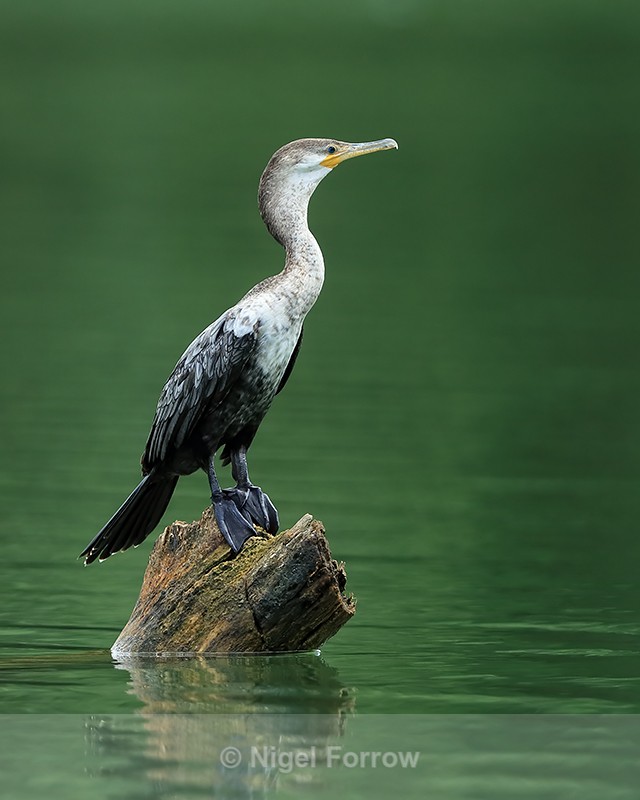 Neotropic Cormorant (juvenile), Panama - Neotropic Cormorant