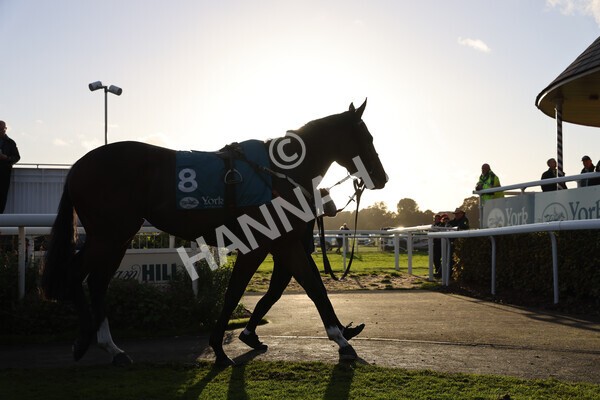 yr07102022r7-1 - Race 7 5.35pm IRE Incentive, It Pays To Buy Irish Stakes