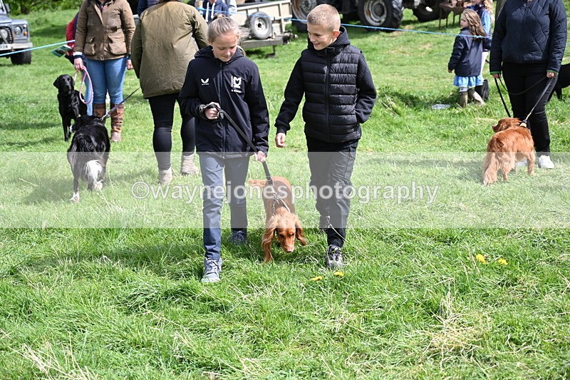 WJ6_8905 - Class 8 Best Working / Gun Dog or Bitch