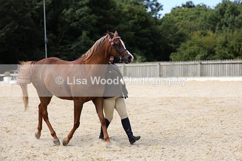 1X9A8371 - Class 13: Arab Ridden