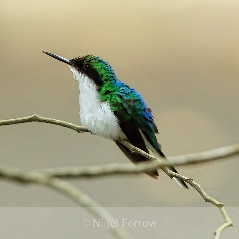 Purple-crowned Fairy (female), Gamboa, Panama - Purple-crowned Fairy
