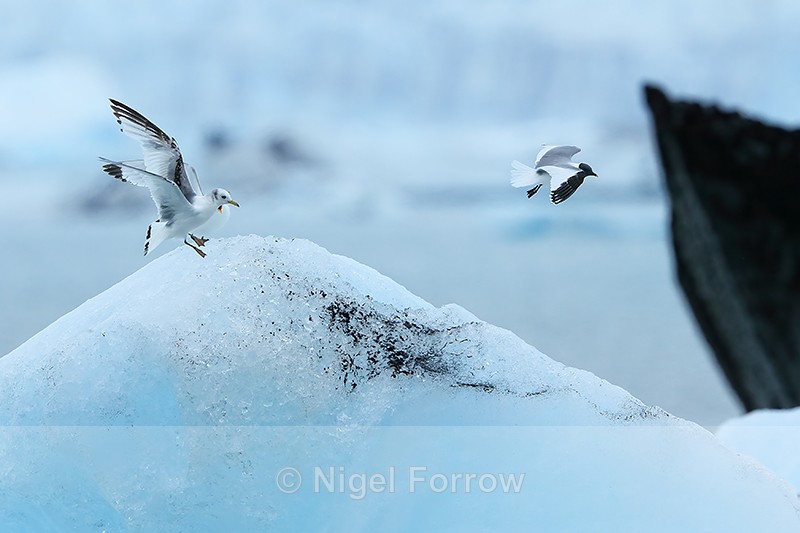 Sabine's Gull displaced by Kittiwakes, Jokulsarlon, Iceland - Sabine's Gull