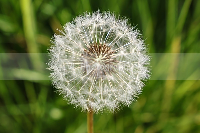 Dandelion - Plants and Trees