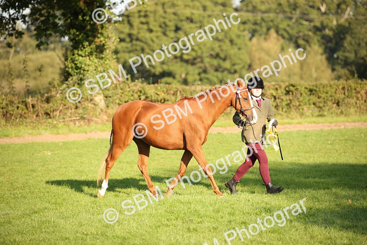 SBM_57598 - S50 - Foreign Breeds In Hand