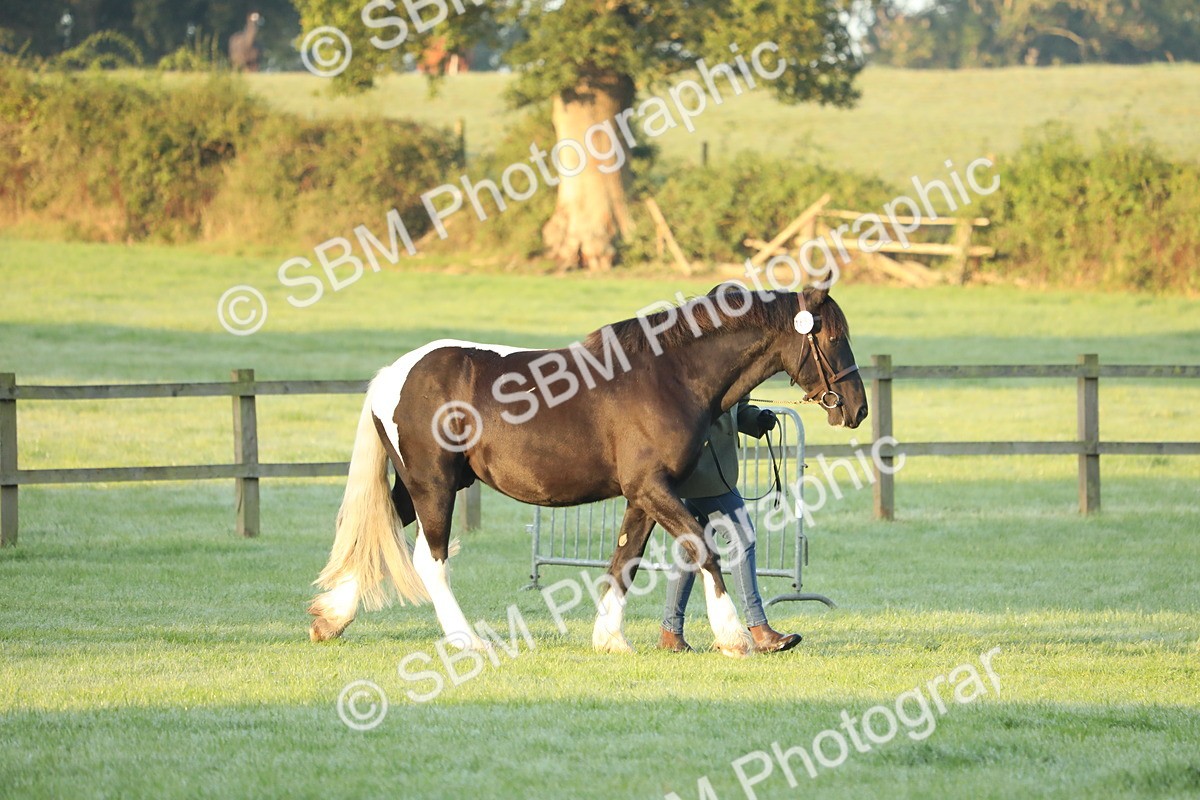 SBM_57768 - S42 - Youngstock