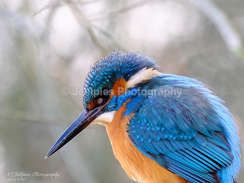  - Wildlife and Nature