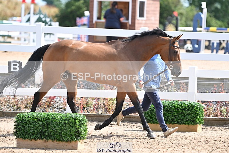 240717A-152352-02808 - Trot Up 3pm to 4pm
