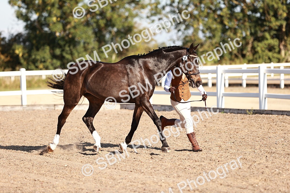 SBM_11370 - Class 402 - IH  Veteran pony