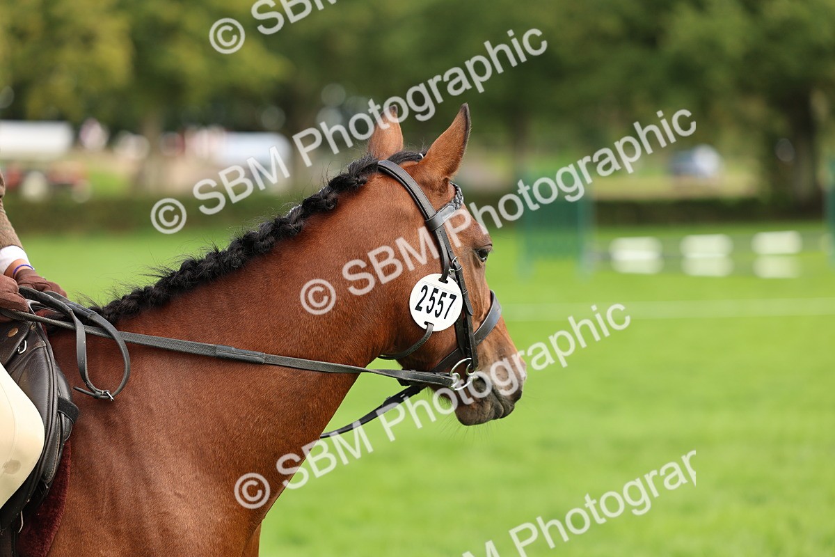 SBM_45389 - S33 - Working Hunter Pony