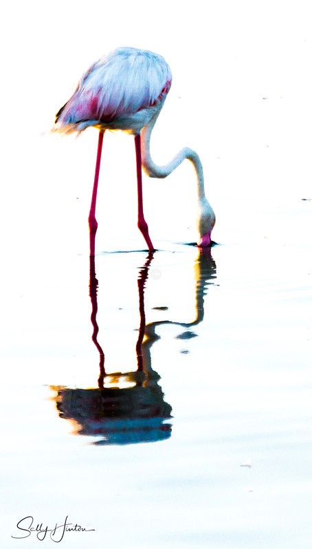 Flamingo dessaturated