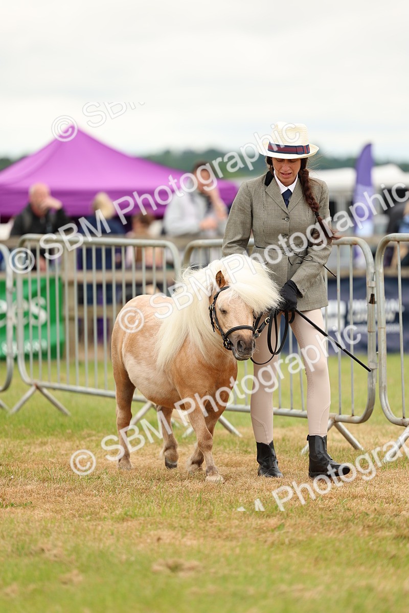 SBM_04435 - Class 64-67 - Shetland Pony In Hand