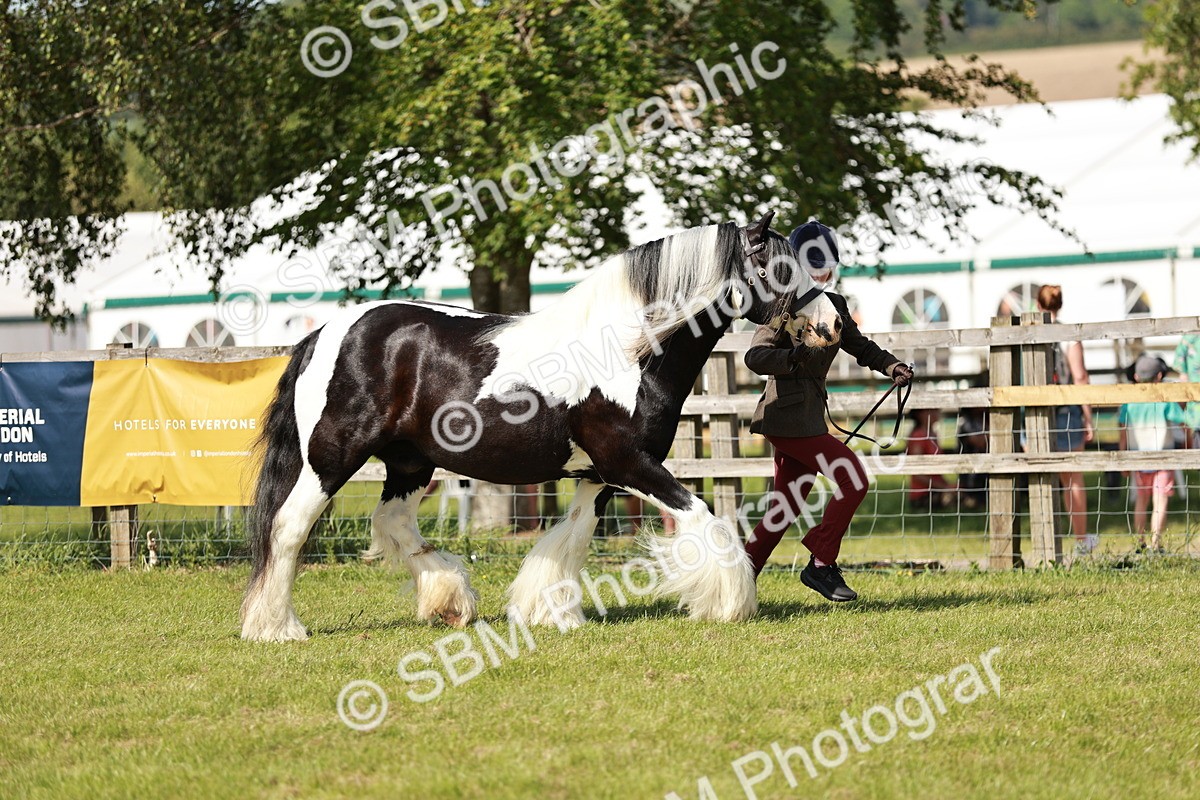 SBM_08772 - Class 63-65 - Traditional Gypsy Cobs In Hand & Ridden
